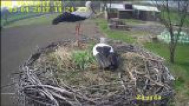 Náhledový obrázek webkamery Dětmarovice - čapí hnízdo