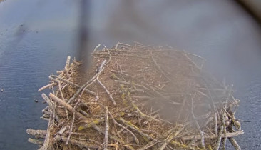 Náhledový obrázek webkamery Přírodní rezervace Rutland Water
