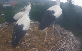 Náhledový obrázek webkamery čápi Jasień - Bocianie gniazdo