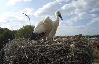 Náhledový obrázek webkamery čápi Krajewice - Bocianie gniazdo