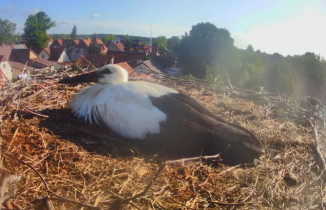 Náhledový obrázek webkamery čápi Świętajno - Bocianie gniazdo