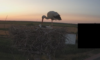 Náhledový obrázek webkamery čápi Przysiecz - Bocianie gniazdo online