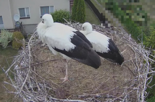 Náhledový obrázek webkamery čápi Molendy - Bocianie gniazdo online