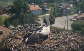 Náhledový obrázek webkamery čápi Palowice - Bocianie gniazdo online