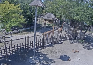 Náhledový obrázek webkamery Budapešť - Zoo