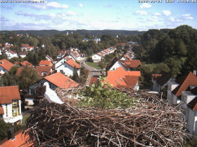 Náhledový obrázek webkamery Bad Waldsee - čapí hnízdo